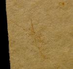 Palinurina longipes (MNSTER 1839) - Bild © FossNet FossilienStore